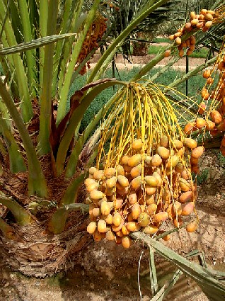 Ripe Dates